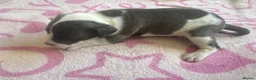 Staffordshire Bull Terrier dogs for sale: Staff puppies for sale  - Advert 9