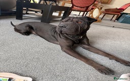 Mixed Breed dogs for sale: 2 year old Sharweiler (Sharpei x Rottweiler) - Image 4