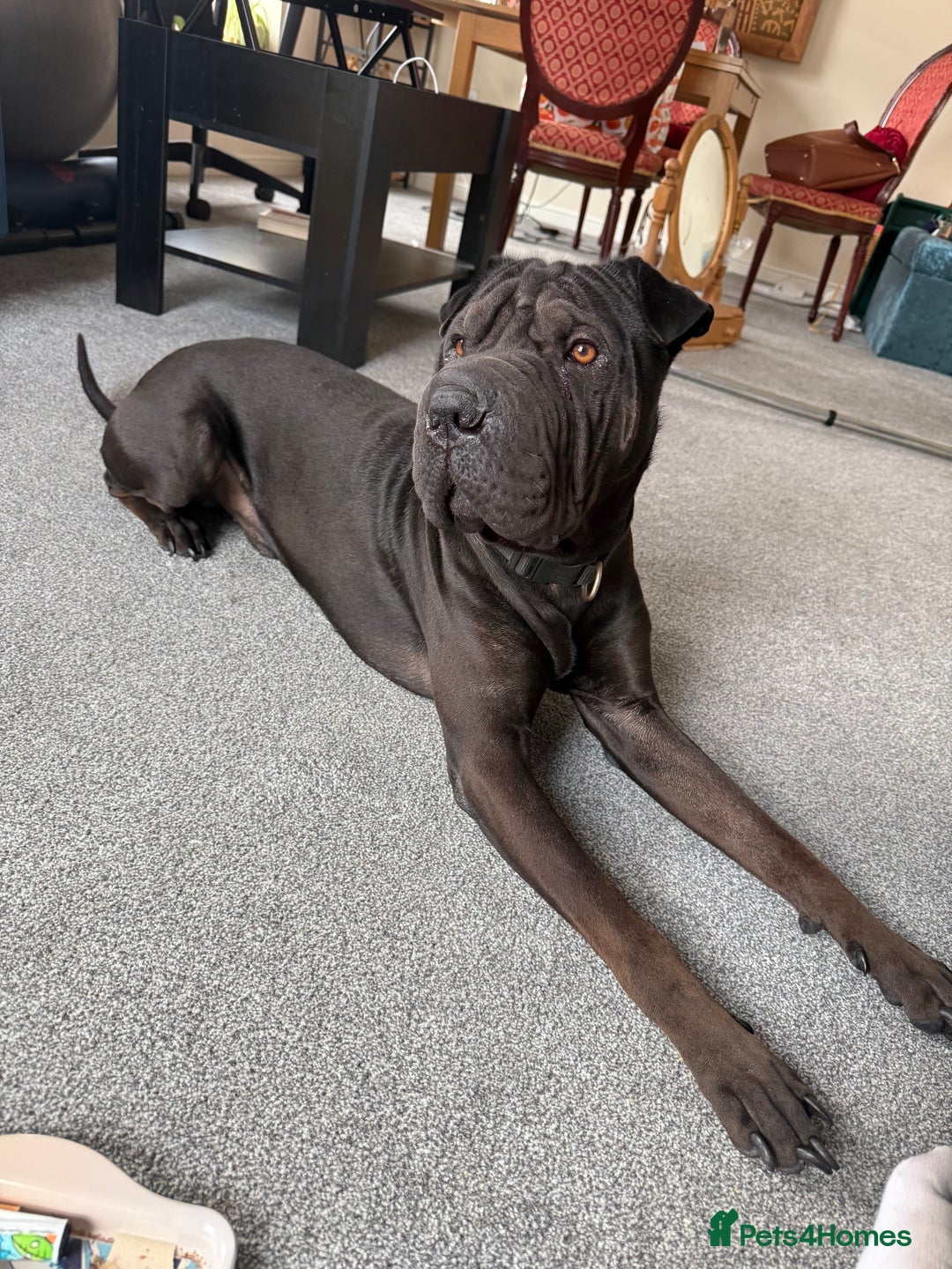 Mixed Breed dogs for sale: 2 year old Sharweiler (Sharpei x Rottweiler) - Image 4
