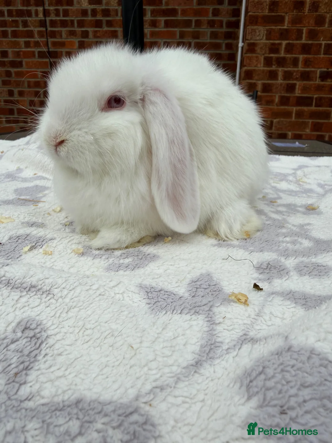 Dwarf Lop rabbits for sale: Stunning white dwarf lop girl - Advert 5