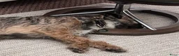 Border Terrier dogs for sale: KC registered young female Border Terrier - Advert 4
