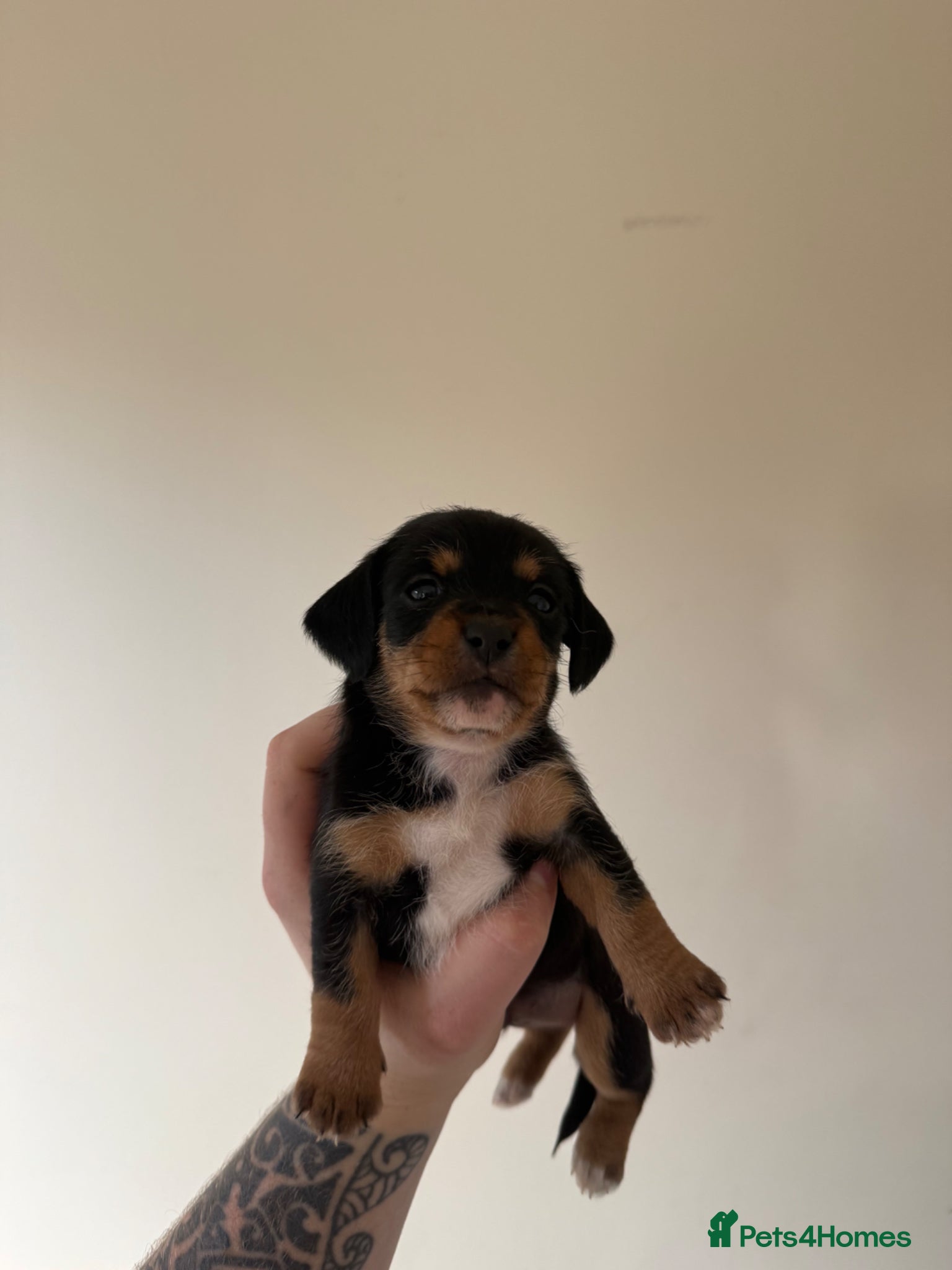 Mixed Breed dogs Dachshund x Jack russel puppy - Advert 2