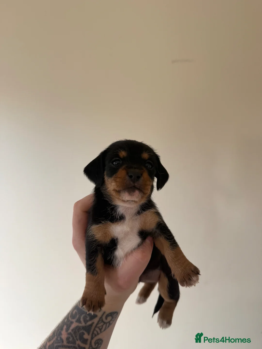 Mixed Breed dogs for sale: Dachshund x Jack russel puppy - Advert 1