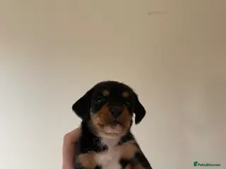 Mixed Breed dogs Dachshund x Jack russel puppy - Advert 2