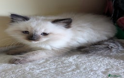 Ragdoll cats for sale:  Ragdoll kitten  - Advert 9
