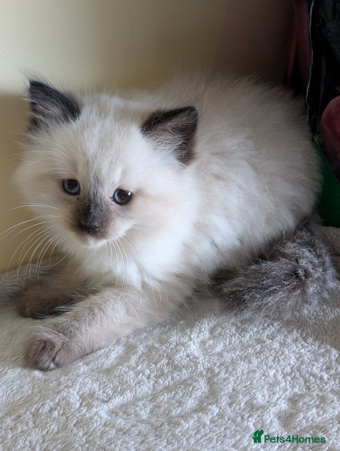 Ragdoll cats for sale:  Ragdoll kitten  - Advert 9