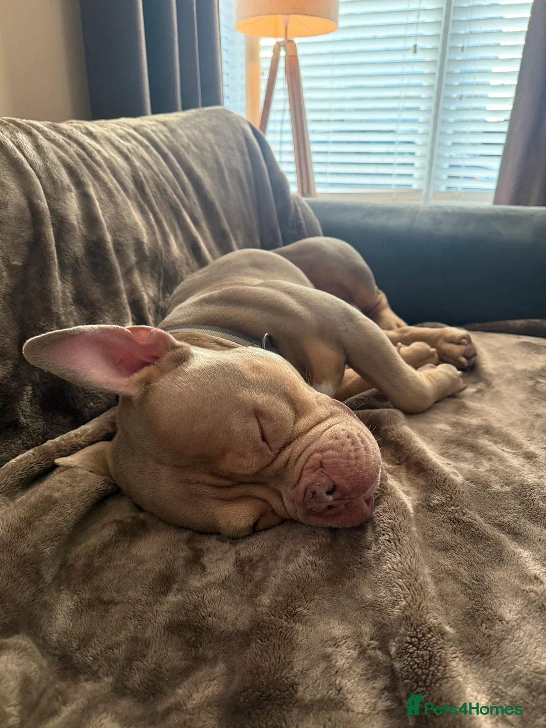 American Bully dogs for sale: American Pocket Bully - Advert 8