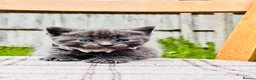 Mixed Breed cats for sale: British Shorthair Dad & Tabby Mom Kittens for Sale - Advert 8