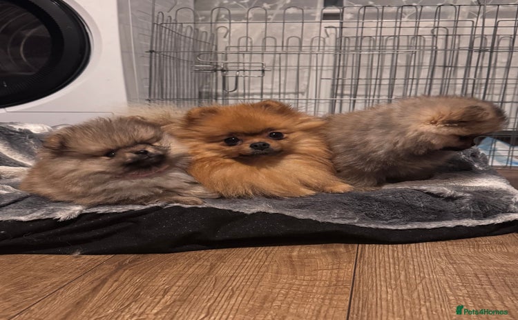 Pomeranian dogs ONLY 2 EXTRA SMALL POMERANIAN GIRLS LEFT - Advert 11