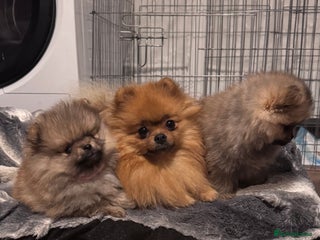 Pomeranian dogs ONLY 2 EXTRA SMALL POMERANIAN GIRLS LEFT - Advert 4
