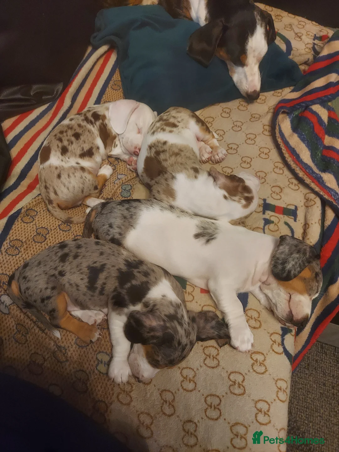 Dachshund dogs for sale: Stunning dachshunds with blue eyes  - Advert 2