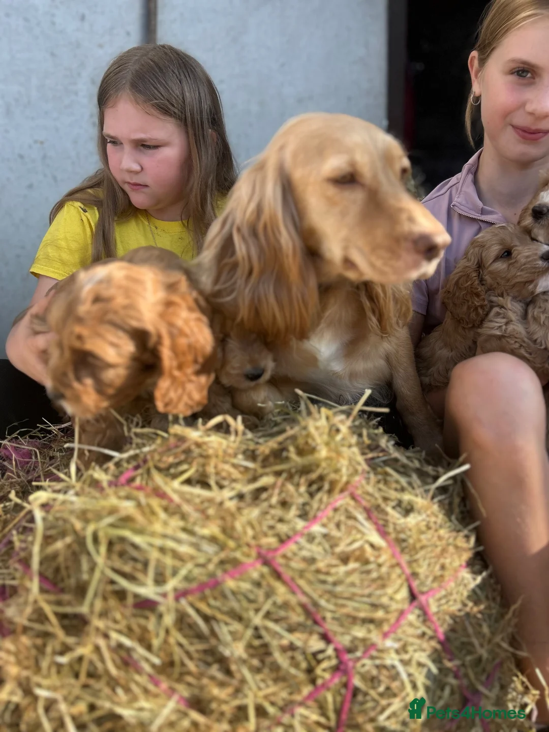Cockapoo dogs for sale: Cockerpoo Girl  - Advert 2