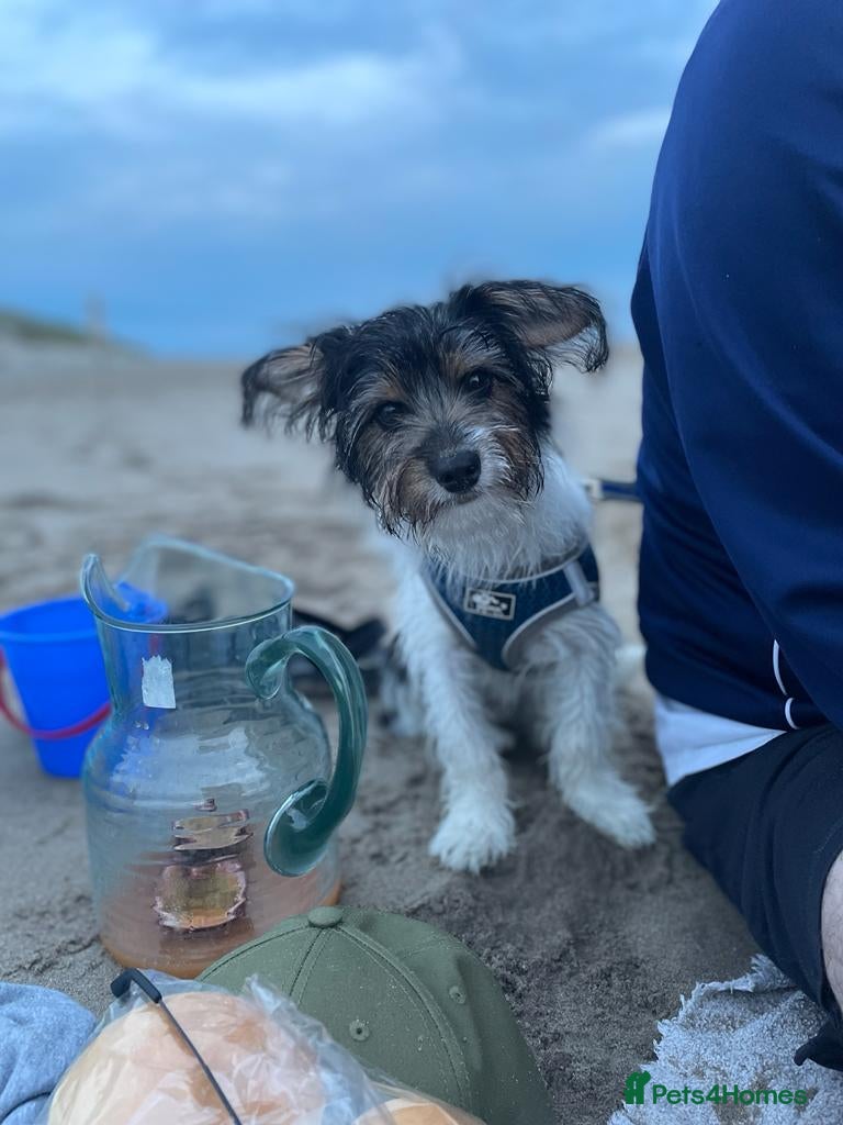 Jackapoo dogs for sale: Buster in Kidderminster - Advert 4