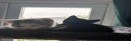Domestic Shorthair cats for sale: Beautiful 10 week Kitten in Wallasey - Advert 10