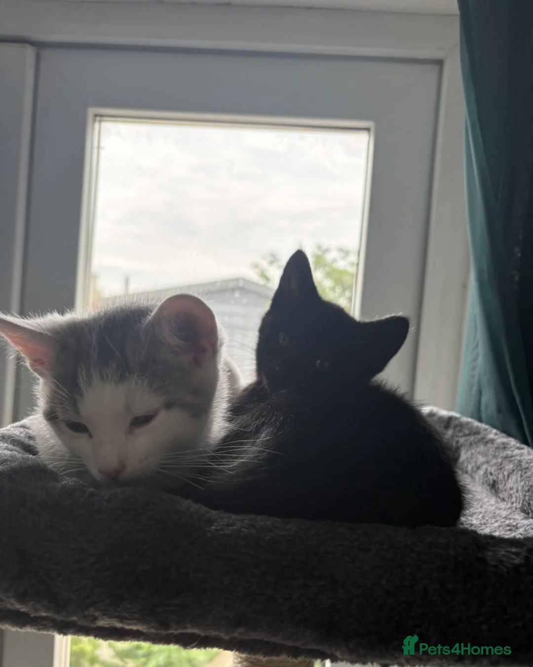 Domestic Shorthair cats for sale: Beautiful 10 week Kitten in Wallasey - Advert 10