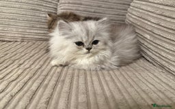 Persian cats for sale: Persian Babies ready to go - Advert 9