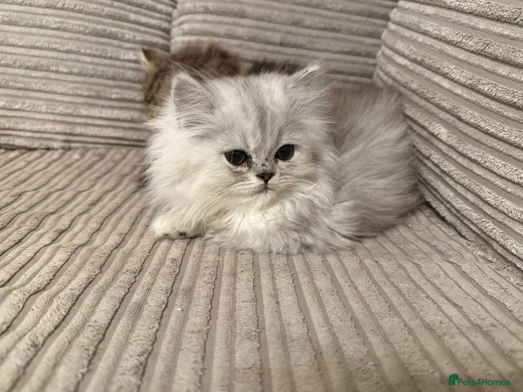 Persian cats for sale: Persian Babies ready to go - Advert 9