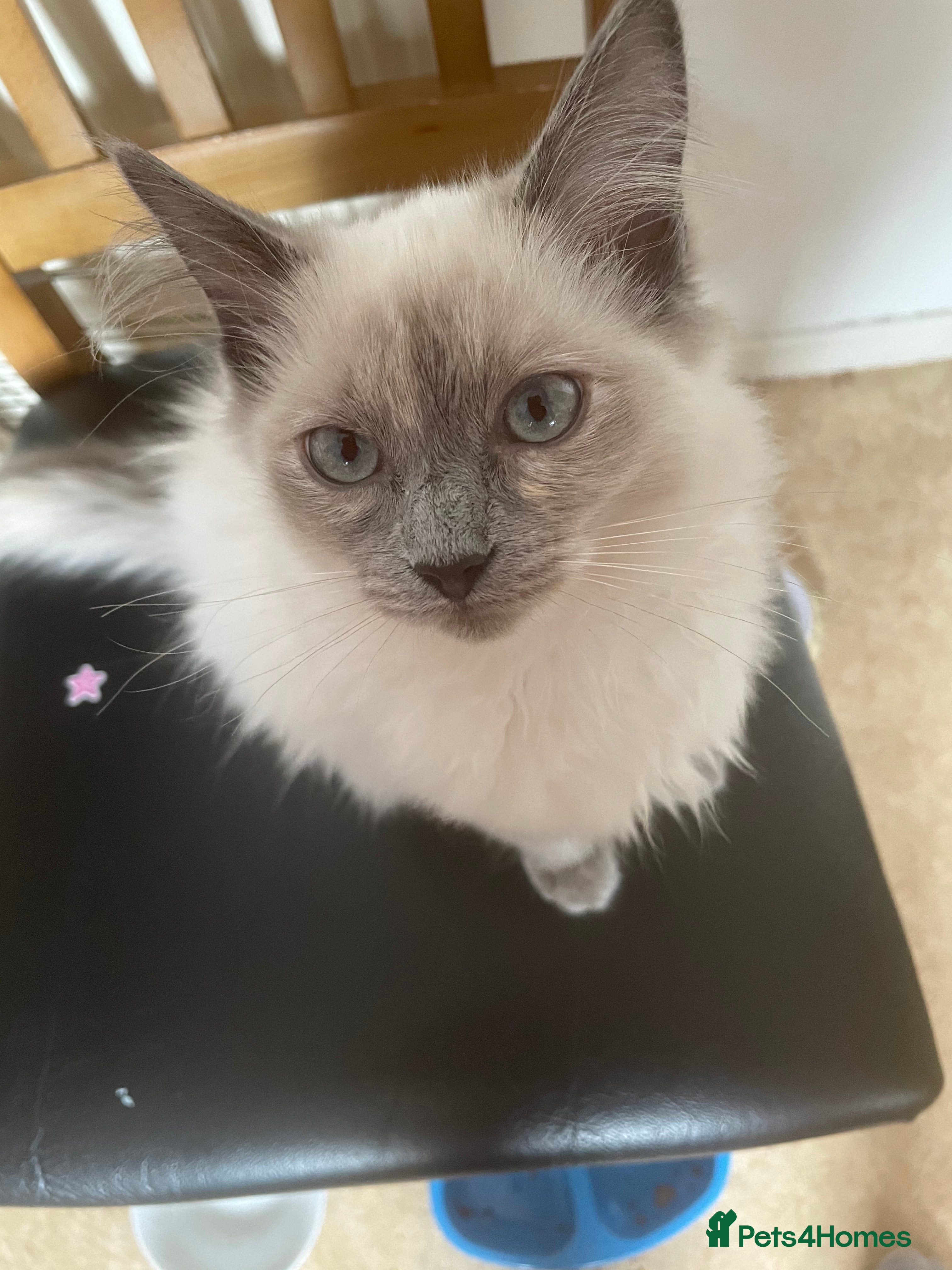 Mixed Breed cats Jaga and Sonia - Advert 22