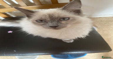 Mixed Breed cats - Advert 6