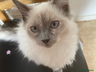 Mixed Breed cats - Advert 6