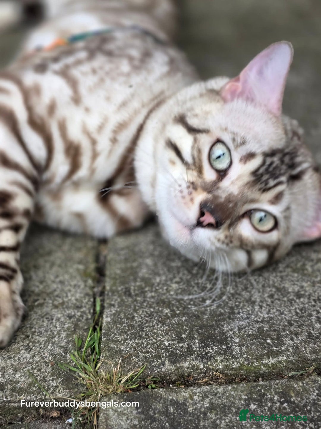 Bengal cats for sale: ❄️ Gorgeous Snow and Charcoal Bengals ❄️  - Advert 3