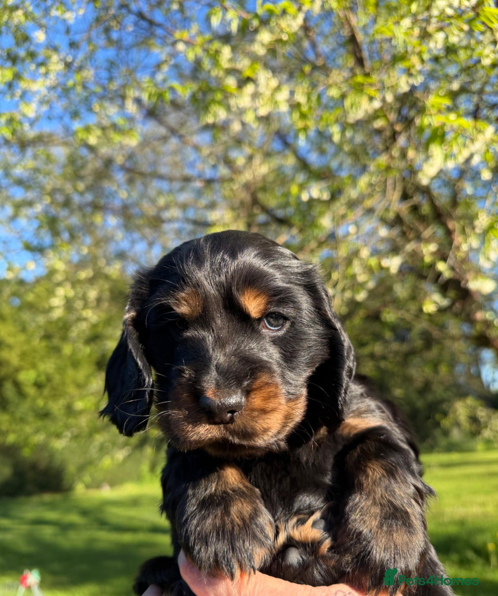 Cocker Spaniel dogs 1Gorgeous girl left❤️Beautiful chunky Show Cocker - Advert 14