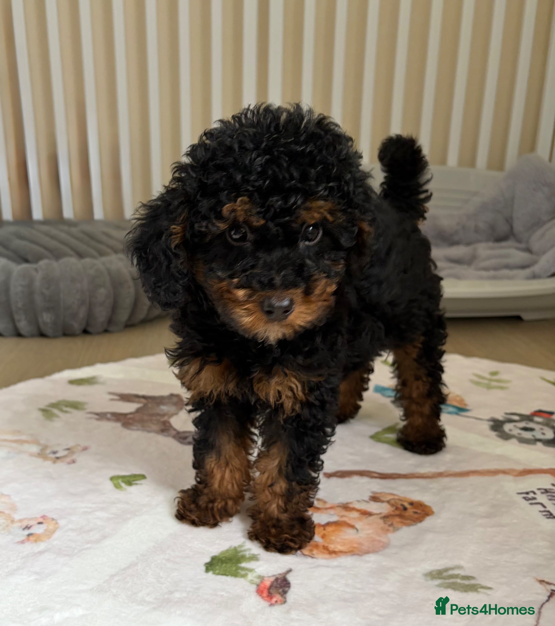 Toy Poodle dogs Health tested phantom Toy Poodle puppies  - Advert 2