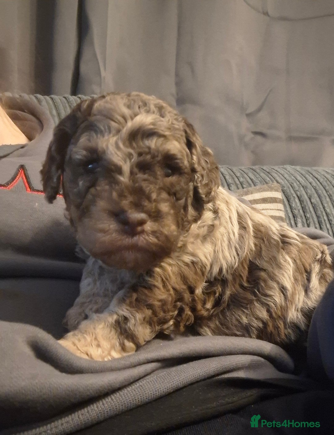 Cockapoo dogs for sale: Minature cockapoo puppies - Advert 8