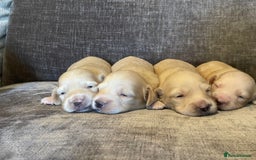 Miniature Dachshund dogs for sale: Long Haired Cream Miniature Dachshund - Image 5