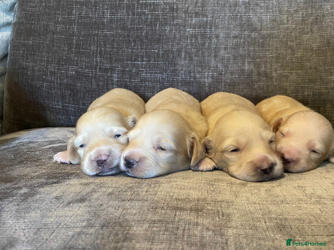 Miniature Dachshund dogs for sale: Long Haired Cream Miniature Dachshund - Image 5