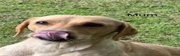 Labrador Retriever dogs for sale: Fox red & Yellow Labrador Puppies  - Advert 22