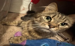 Mixed Breed cats for sale: Beautiful mixed breed kittens - Image 9