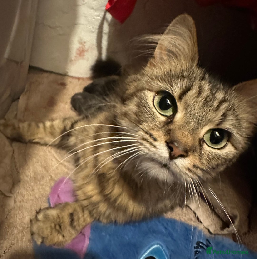 Mixed Breed cats for sale: Beautiful mixed breed kittens - Image 9