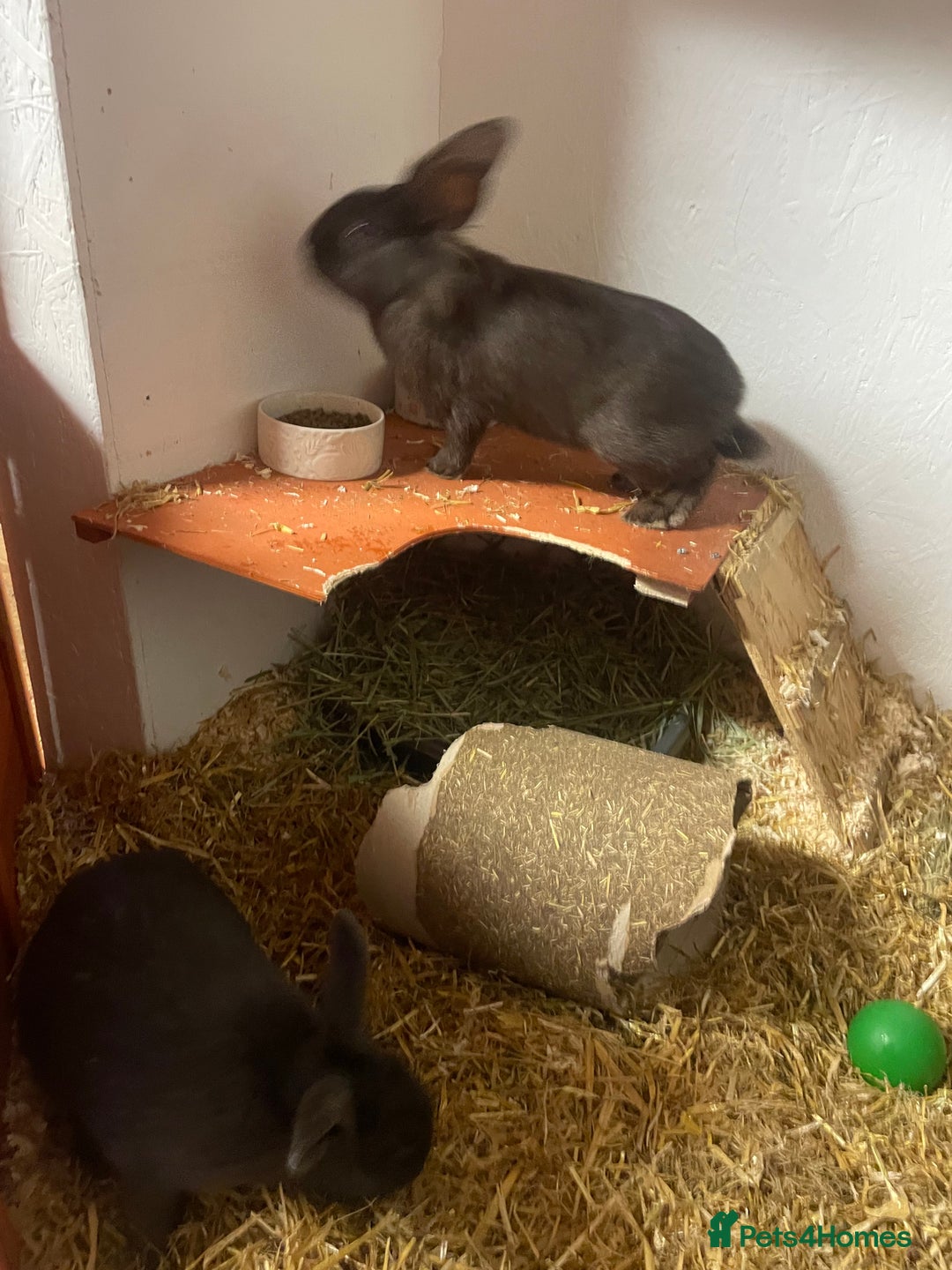 Rex rabbits for sale: Bonded females  - Advert 2