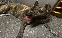 Mixed Breed dogs for sale: Looking for good home - Image 4