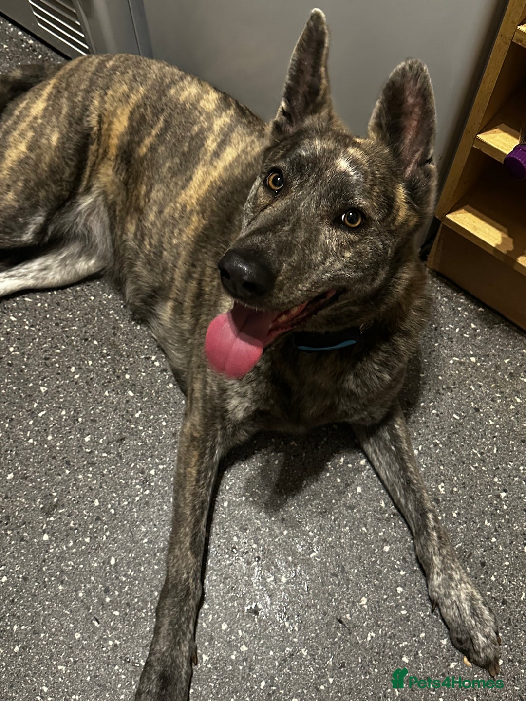 Mixed Breed dogs for sale: Looking for good home - Image 4