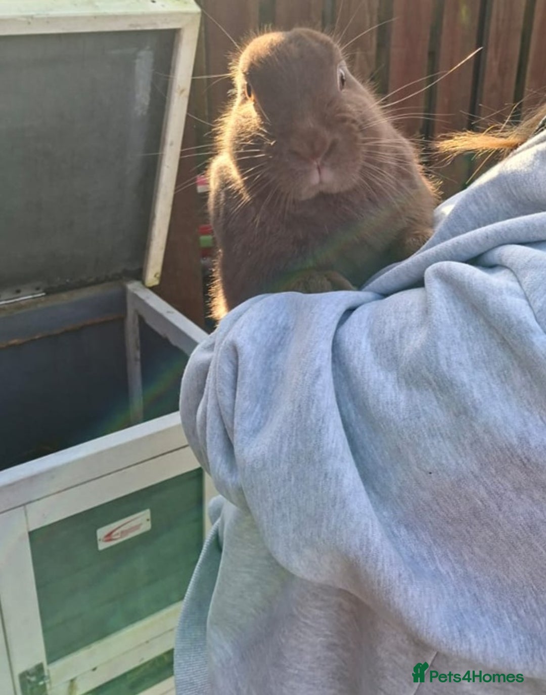 Mixed Breed rabbits for sale: Female Bunny 1.6 years old - Advert 4