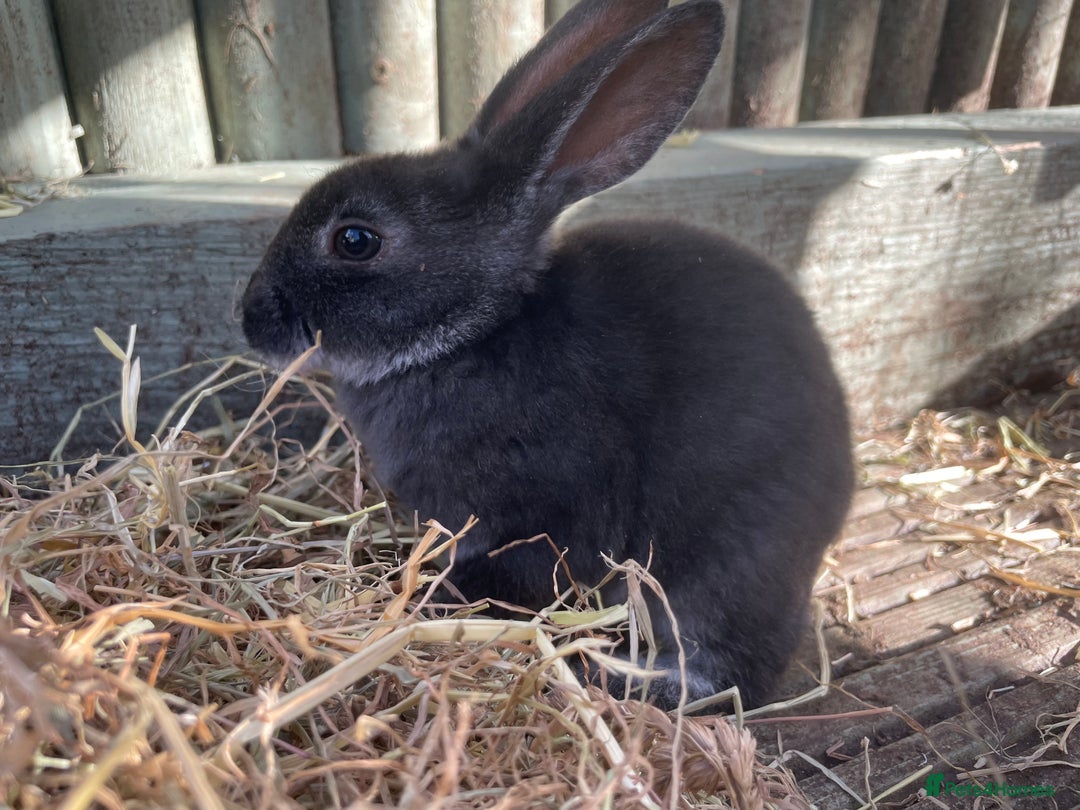 Rex rabbits for sale: Beautiful Mini Rex Rabbits - Image 2