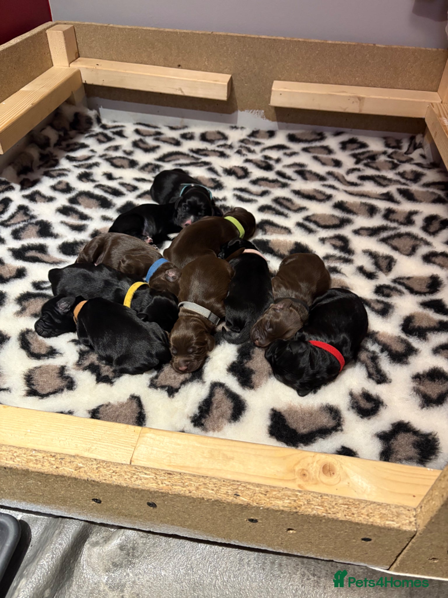 Cocker Spaniel dogs for sale: Litter of 10 gorgeous working Cocker Spaniels in Norwich - Advert 5