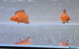 Discus fish for sale: Discus - Image 2