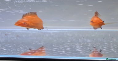 Discus fish - Advert 4