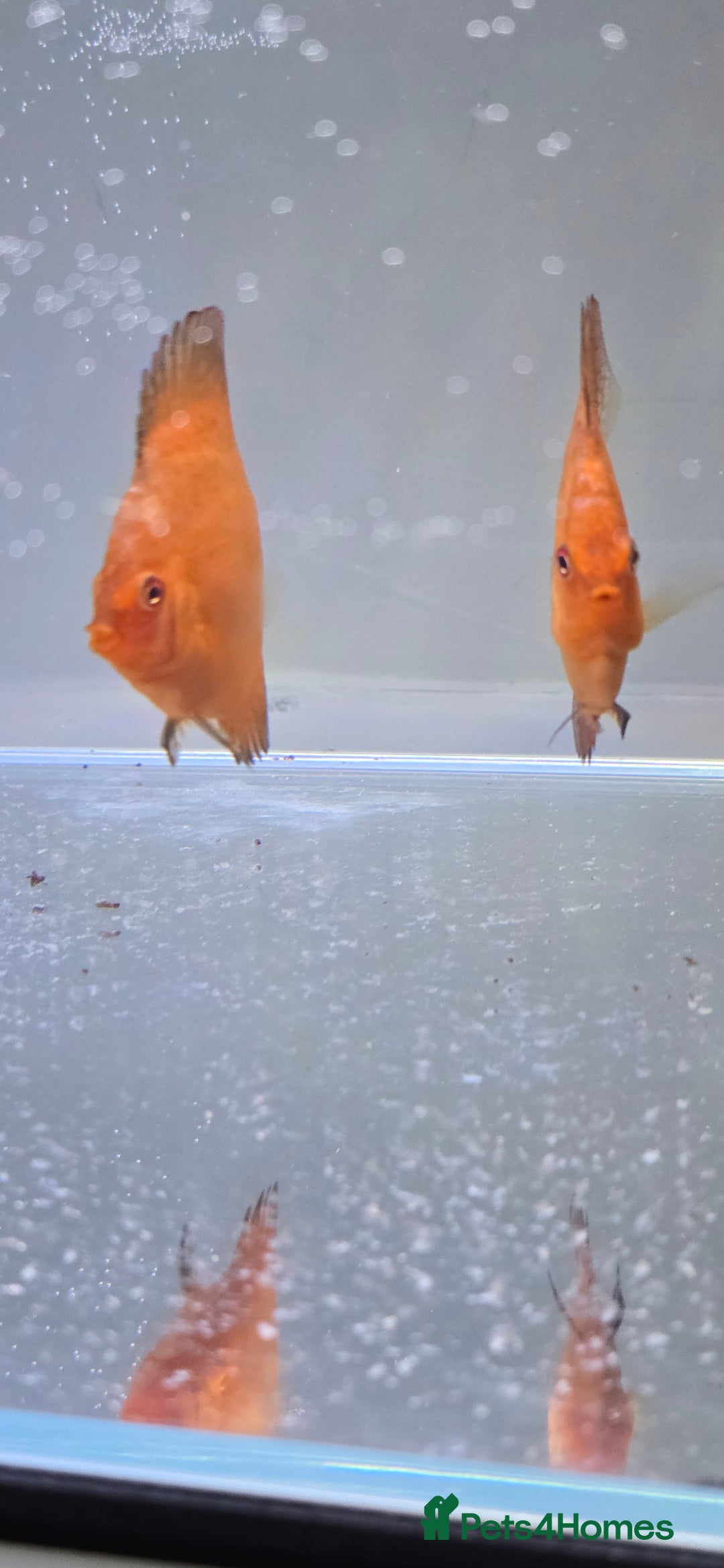 Discus fish for sale: Discus - Image 2