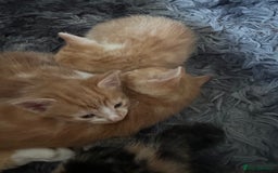 Mixed Breed cats for sale: Gorgeous Ginger & White  - Image 3