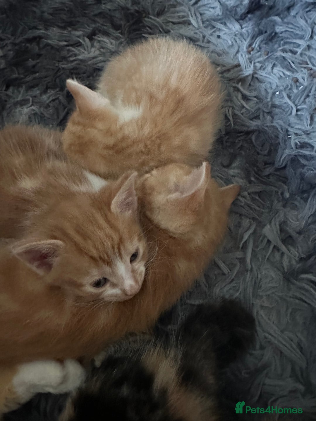 Mixed Breed cats for sale: Gorgeous Ginger & White  - Image 3