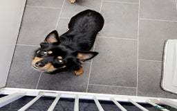 Pomchi dogs for sale: Lovely Male Pomchi - Image 4