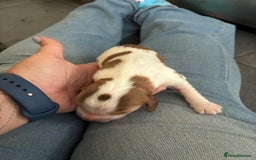 Cocker Spaniel dogs for sale: Show cocker spaniels - both parents family pets  - Image 17