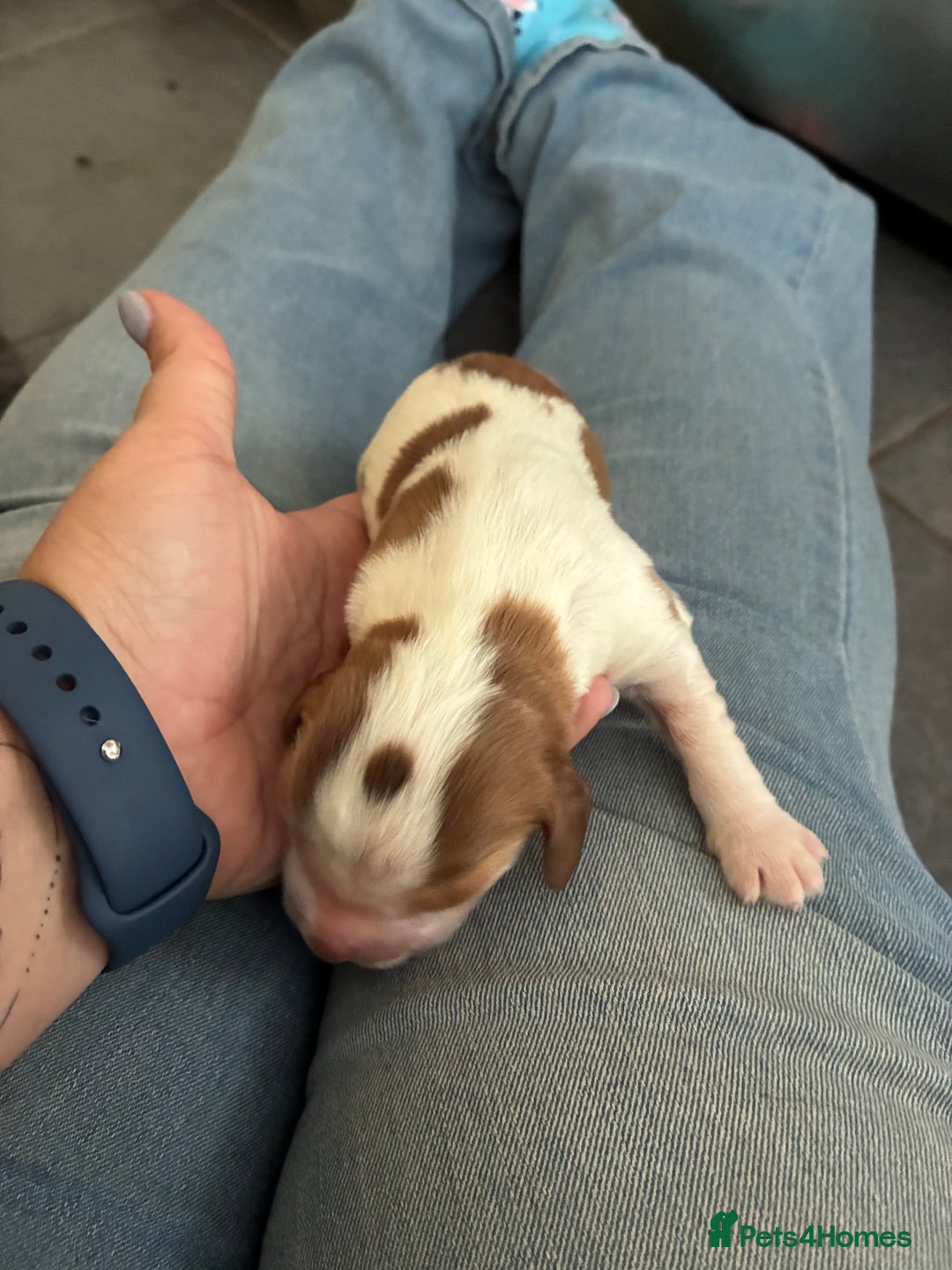 Cocker Spaniel dogs for sale: Show cocker spaniels - both parents family pets  - Image 17
