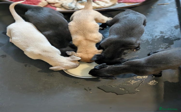 Lurcher dogs - Advert 2