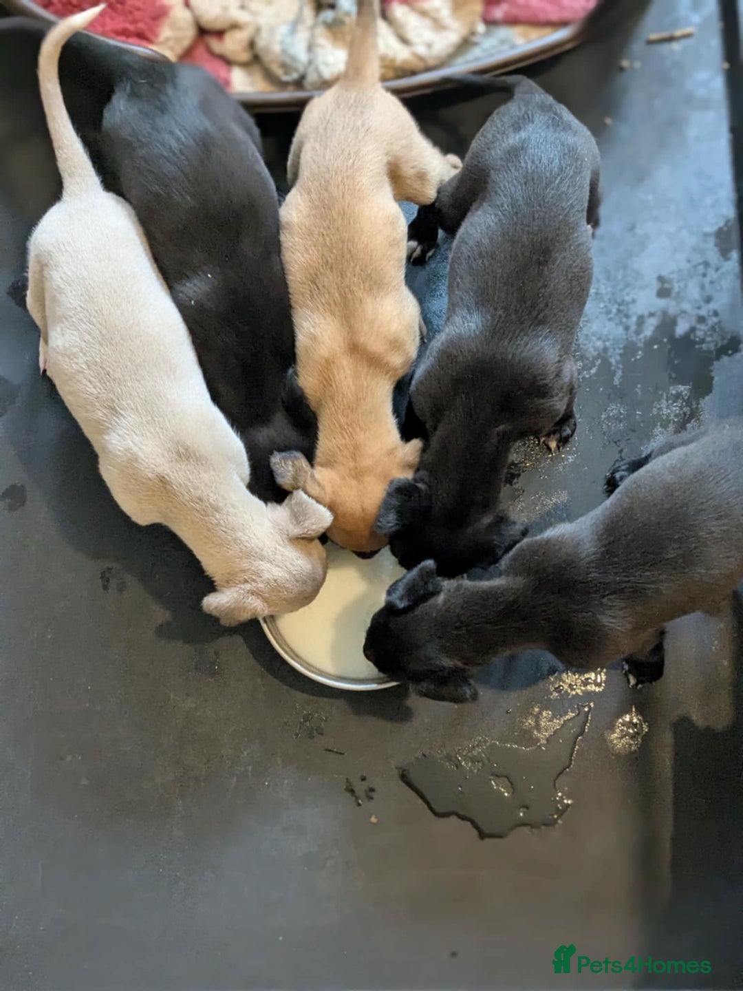 Lurcher dogs for sale: Lurcher pups whippet cross  - Image 1