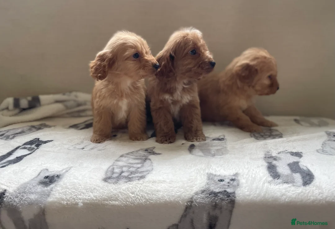Cockapoo dogs for sale: Beautiful F1 cockapoos  - Advert 5